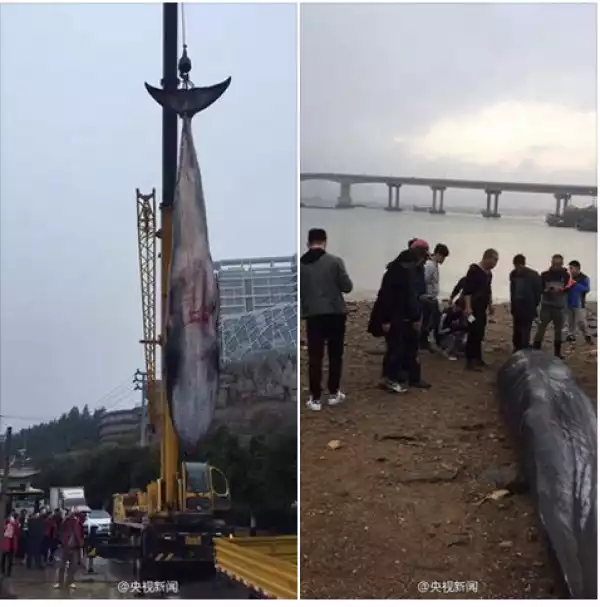 See The Gigantic Whale Found Dead By Fishermen In China. Photos